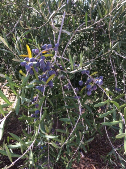 Olives nearly ready for harvest