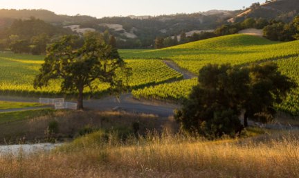Photo Credit: https://alexandervalley.org/